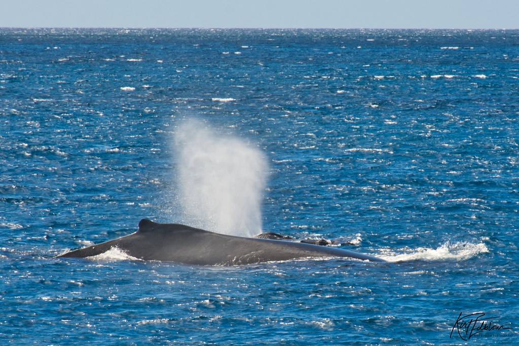 Whales from the Beach: Spotting Southern Rights at Blouberg